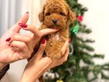 Toypoodle Kızımız Yeni Yuvasına Gitmeye Hazır