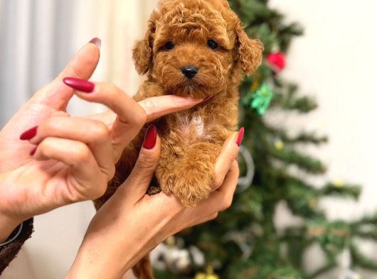 Toypoodle Kızımız Yeni Yuvasına Gitmeye Hazır görsel