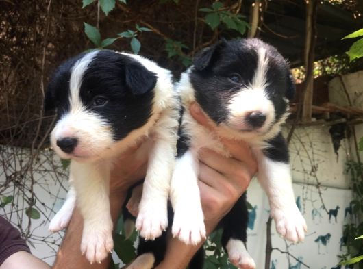 Zeka küpü harika border collie yavrularım
