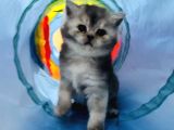 Safkan Golden Blue Ve Silver Bebekler Evden Ücretli