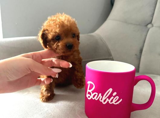 En Güzel Poodle Yavrular Bizdee görsel