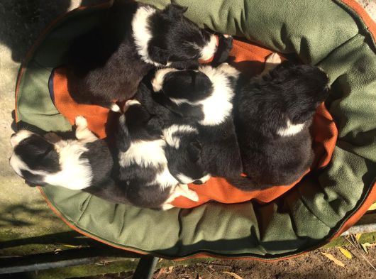 Zeka Küpü Harika Border Collie Yavrularım görsel