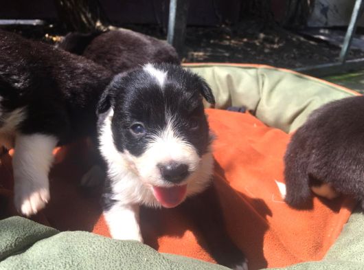 Zeka Küpü Harika Border Collie Yavrularım görsel