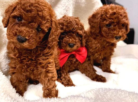 En güzel poodle yavrular bizdee