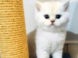 Safkan Golden Blue Ve Silver Bebekler Evden Ücretli