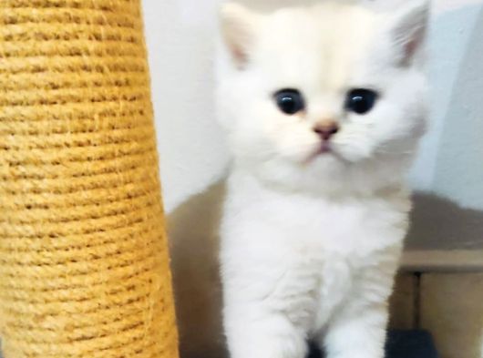 Safkan Golden Blue Ve Silver Bebekler Evden Ücretli görsel