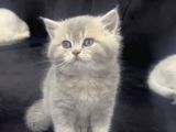 Safkan Golden blue Ve silver bebekler evden ücretli