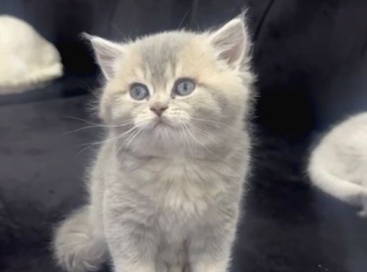 Safkan Golden Blue Ve Silver Bebekler Evden Ücretli