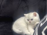 Safkan Golden Blue Ve Silver Bebekler Evden Ücretli