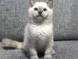 Biblo bebek british shorthair bluepoint