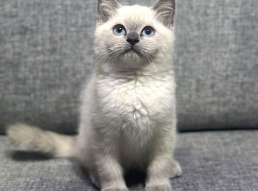 Biblo Bebek British Shorthair Bluepoint