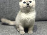 Biblo Bebek British Shorthair Bluepoint