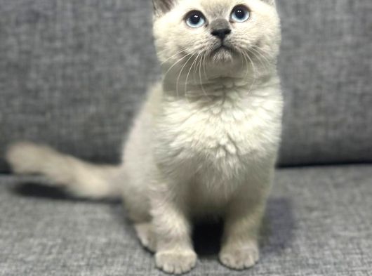 Biblo Bebek British Shorthair Bluepoint görsel