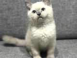 Biblo Bebek British Shorthair Bluepoint