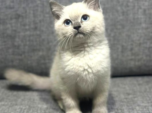Biblo Bebek British Shorthair Bluepoint görsel