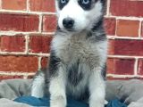 Güzel Gözlü Husky