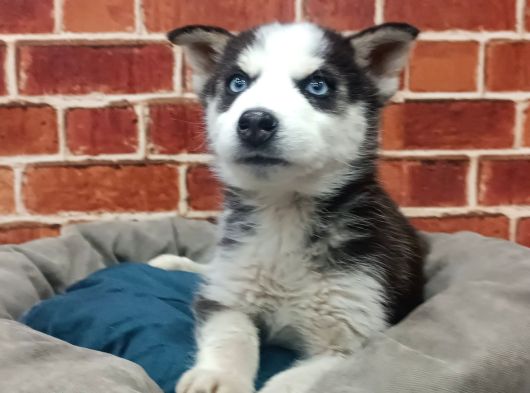 Güzel Gözlü Husky görsel