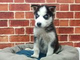 GÜZEL GÖZLÜ HUSKY