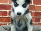 Güzel Gözlü Husky