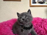 Ayıcık Surat Safkan British Shorthair Yavrular