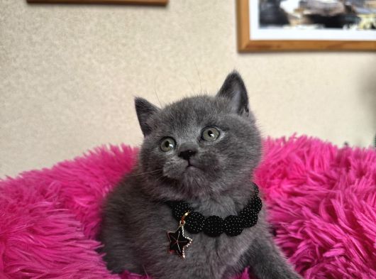 Ayıcık Surat Safkan British Shorthair Yavrular görsel