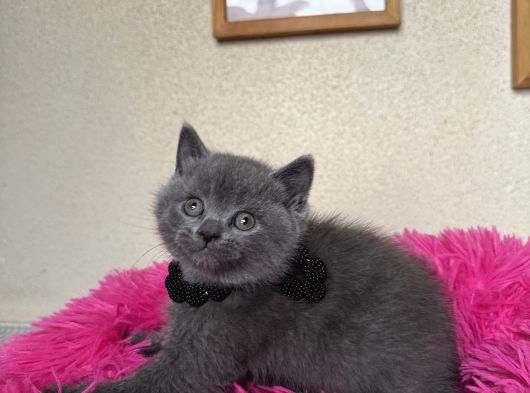 Ayıcık Surat Safkan British Shorthair Yavrular görsel