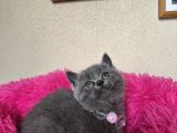 Ayıcık Surat Safkan British Shorthair Yavrular