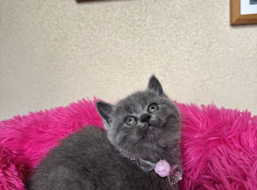 Ayıcık Surat Safkan British Shorthair Yavrular görsel