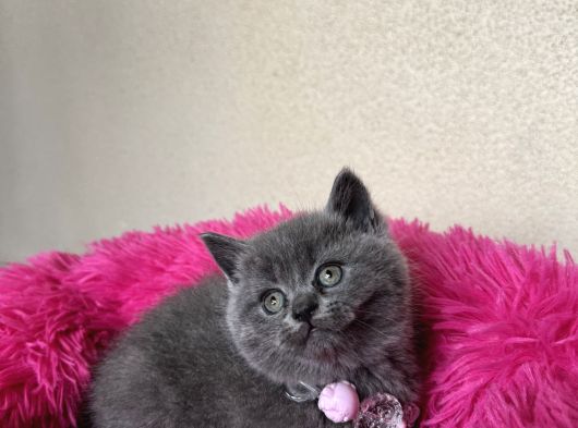 Ayıcık Surat Safkan British Shorthair Yavrular görsel
