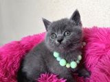 Ayıcık Surat Safkan British shorthair yavrular