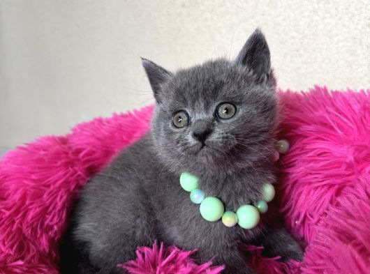 Ayıcık Surat Safkan British Shorthair Yavrular