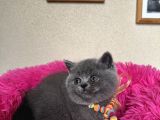 Ayıcık Surat Safkan British Shorthair Yavrular