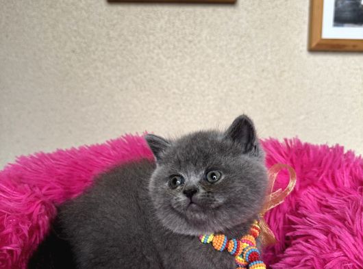 Ayıcık Surat Safkan British Shorthair Yavrular görsel