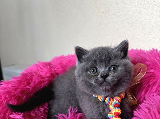 Ayıcık Surat Safkan British Shorthair Yavrular görsel