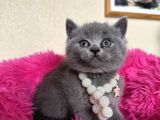 Ayıcık Surat Safkan British Shorthair Yavrular
