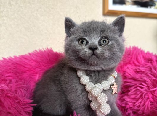 Ayıcık Surat Safkan British Shorthair Yavrular görsel
