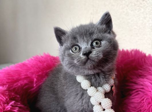 Ayıcık Surat Safkan British Shorthair Yavrular görsel