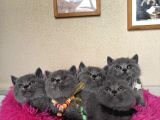 Ayıcık Surat Safkan British Shorthair Yavrular