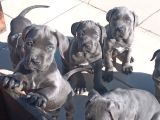 Cane Corsa Devler