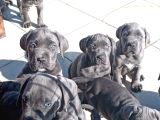 Cane Corsa Devler
