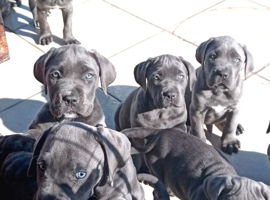 Cane Corsa Devler görsel