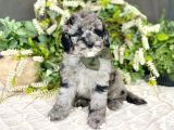 Özel Renk Blue Merle Bernedoodle Bebekler