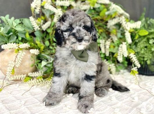 Özel Renk Blue Merle Bernedoodle Bebekler görsel