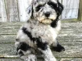 ÖZEL RENK BLUE MERLE BERNEDOODLE BEBEKLER