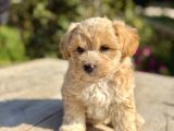 teacup maltipoo bebekler