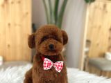 Aileden Büyümeyen premium Poodle Bebekler