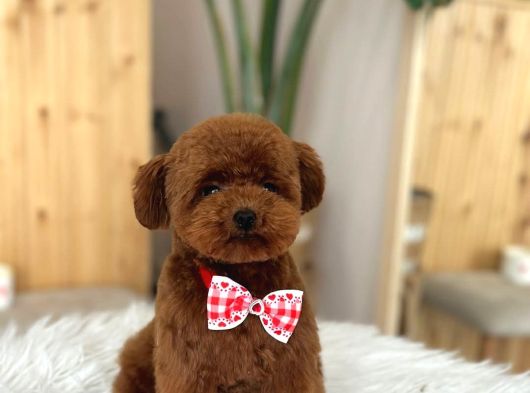 Aileden Büyümeyen Premium Poodle Bebekler