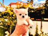 Sevi̇mli̇ Ve Eği̇ti̇mli̇ Chihuahua Yavrular