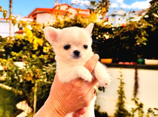 Sevi̇mli̇ Ve Eği̇ti̇mli̇ Chihuahua Yavrular görsel