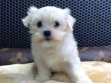 Vonalp Pet güvencesiyle Maltese Terrier Yavrularimiz